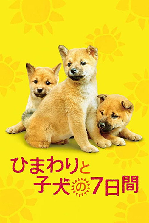 7 Days of Himawari &amp; Her Puppies