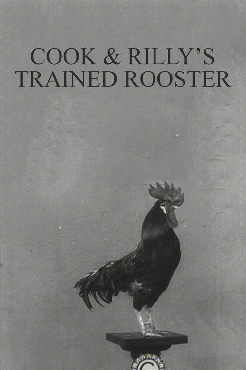 Cook &amp; Rilly's Trained Rooster