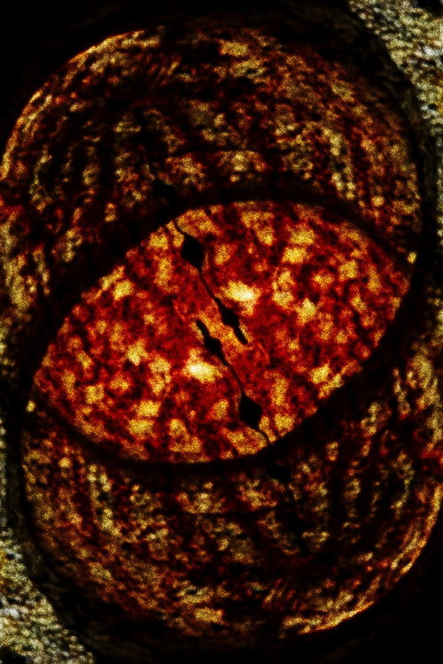 Salamanderfilm 2