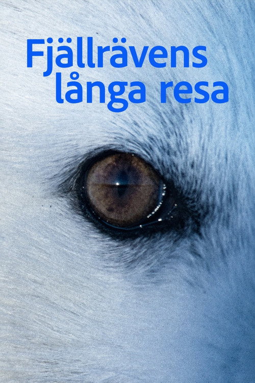 Fjällrävens långa resa