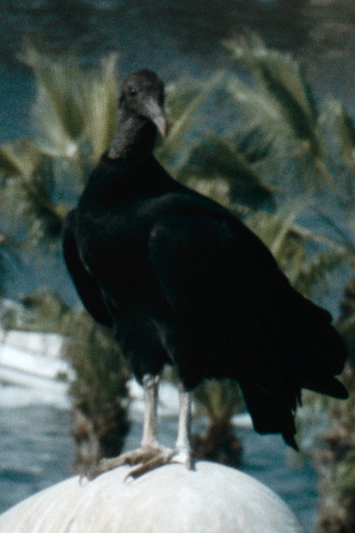 Gallinazo