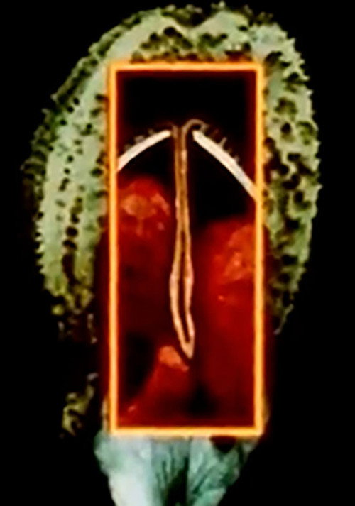 Maternal Language Part 1: The Construction of Maternal Form &amp; its Adaptation to Absent Sexual Vitality